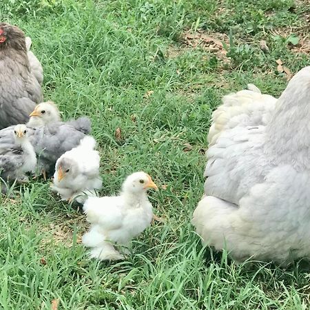 Appartamento In Cascina -La Cascinetta Di Ali- Roatto Eksteriør bilde