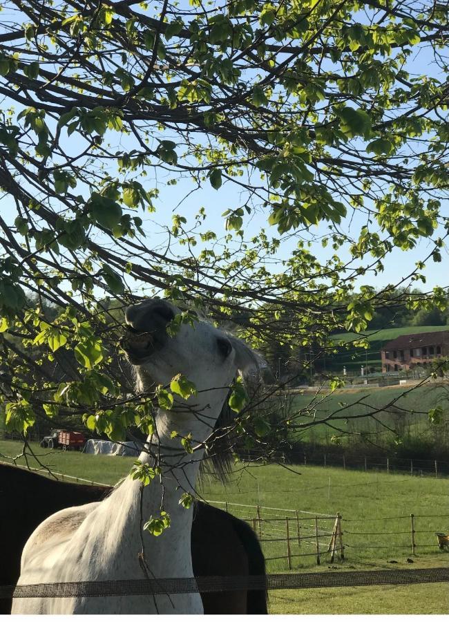 Appartamento In Cascina -La Cascinetta Di Ali- Roatto Eksteriør bilde