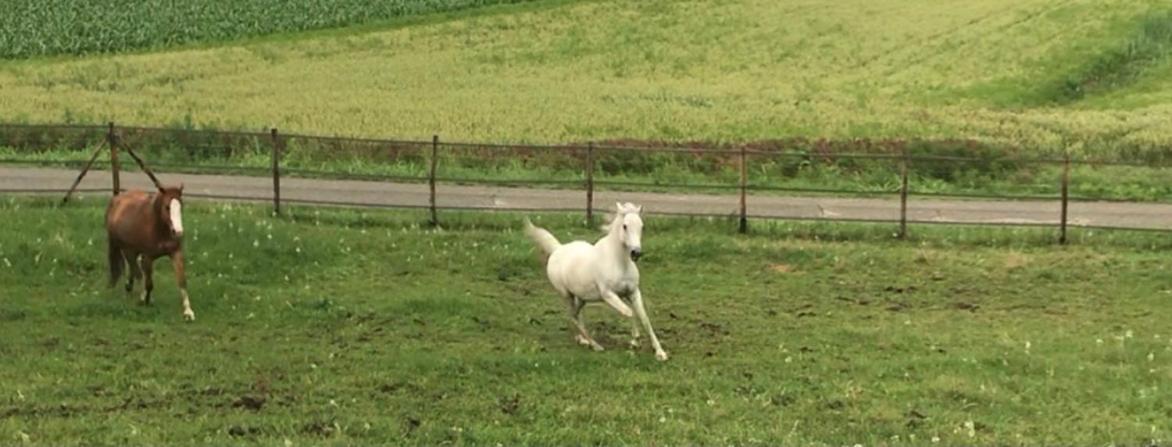 Appartamento In Cascina -La Cascinetta Di Ali- Roatto Eksteriør bilde