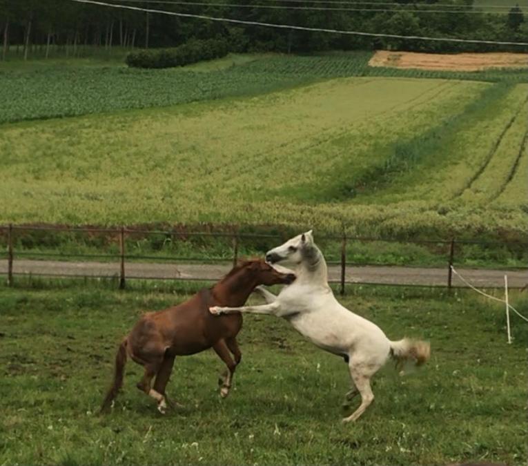 Appartamento In Cascina -La Cascinetta Di Ali- Roatto Eksteriør bilde